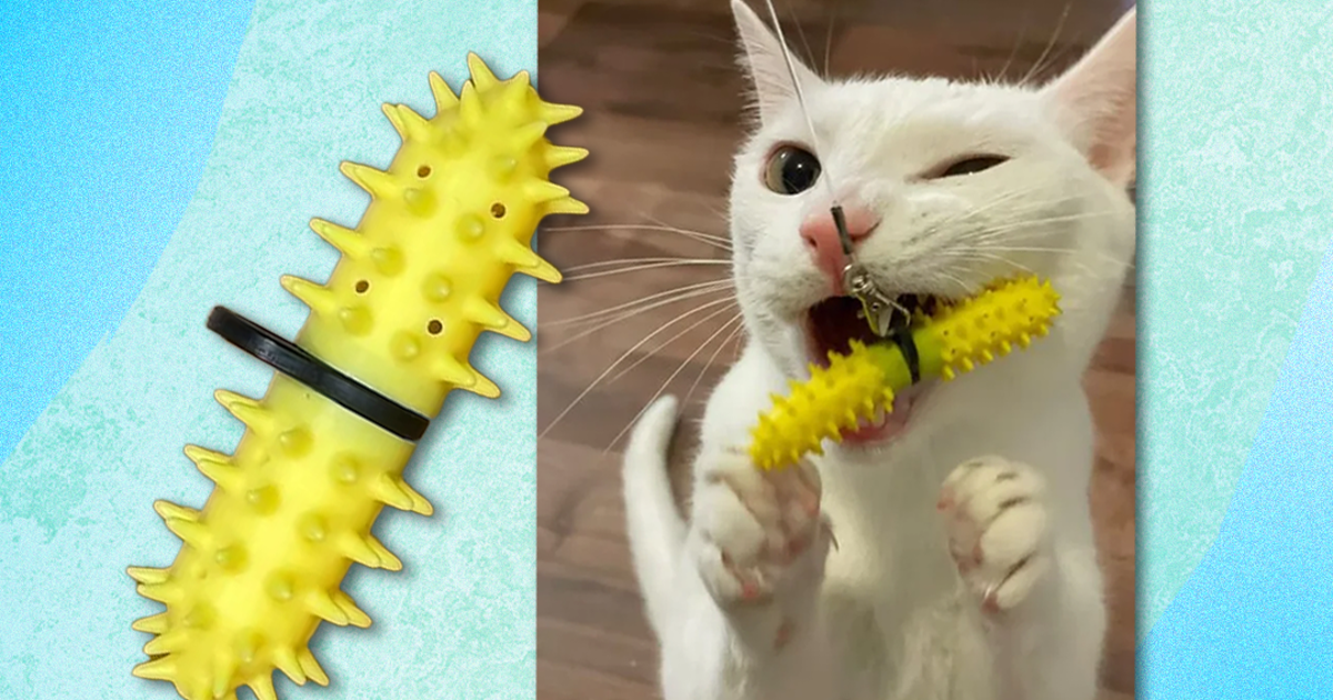 Dragons den best sale cat feeder